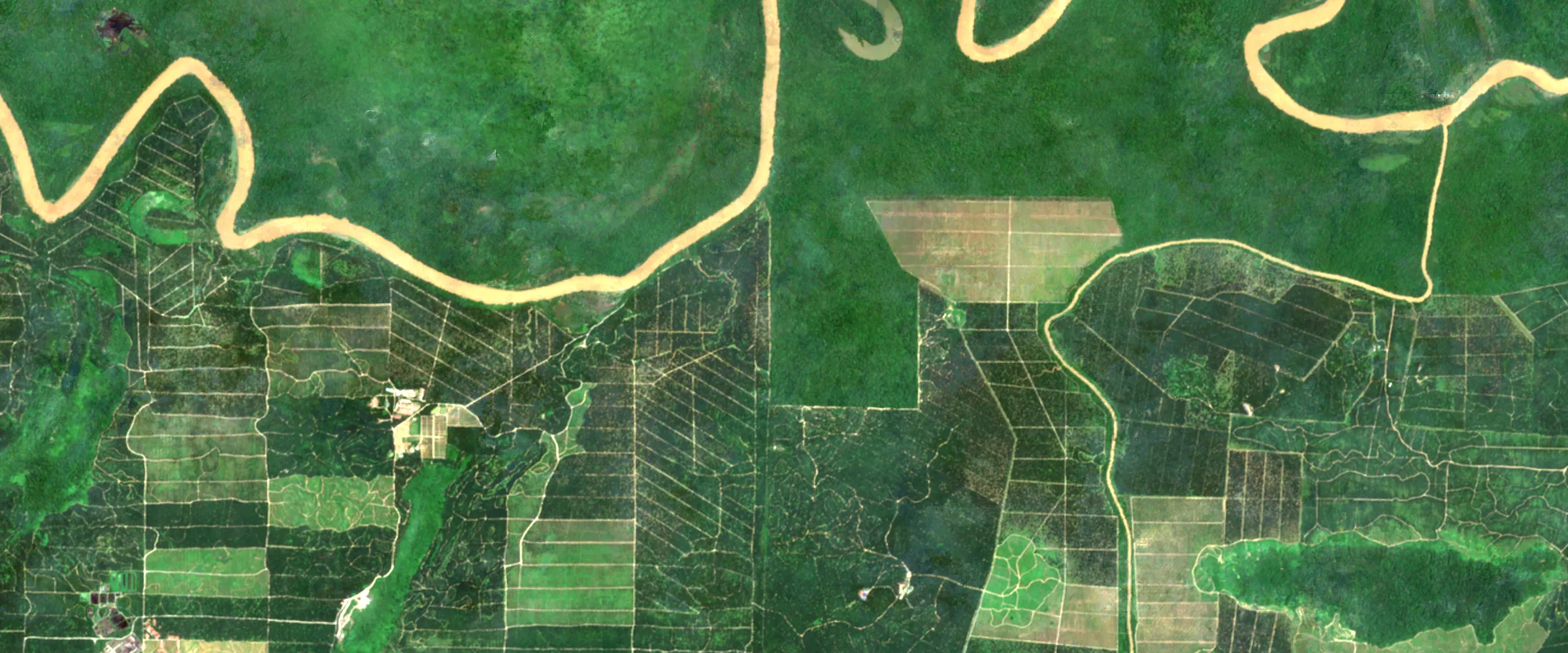 Satellite image: oil palm planted in blocks up to a winding river, with a strip of forest along the bank